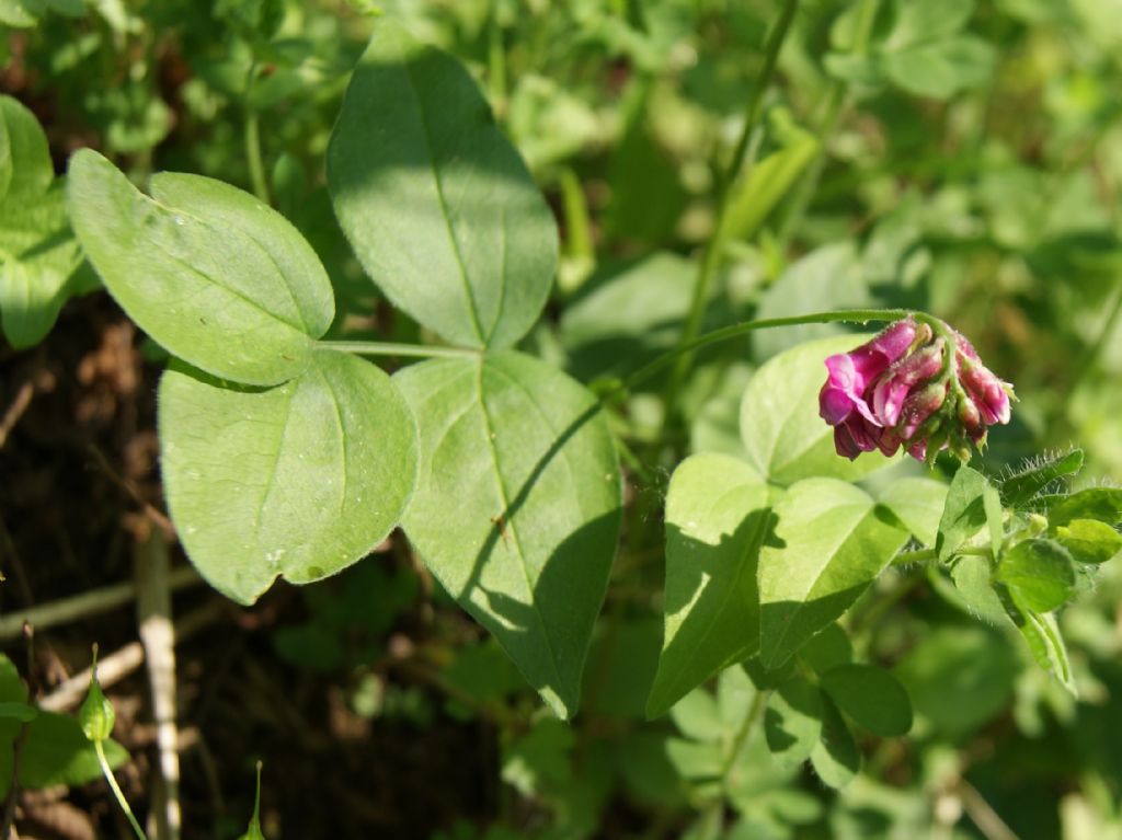 Lathyrus venetus / Cicerchia veneta